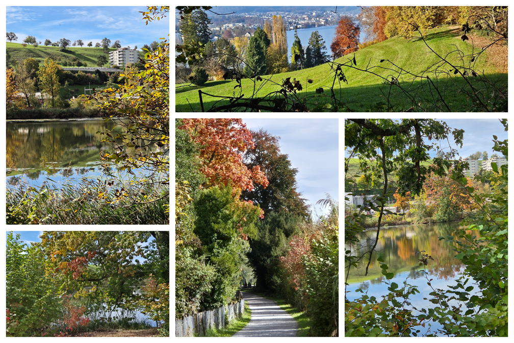 Herbst in der Au. 1008jpg